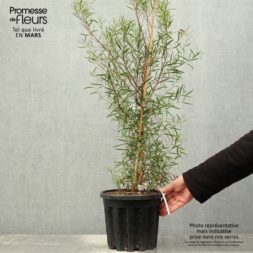 Eucalyptus pulchella - Gommier menthe poivrée blanche Pot de 4L/5L, Pot anti-chignonHauteur livrée env. 40/60cm sample as delivered in spring
