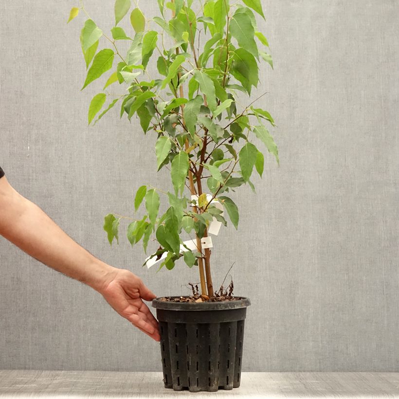 Eucalyptus regnans 4L/5L pot sample as delivered in summer