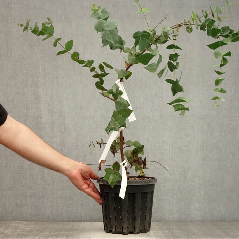 Eucalyptus risdonii 4L/5L pot sample as delivered in summer