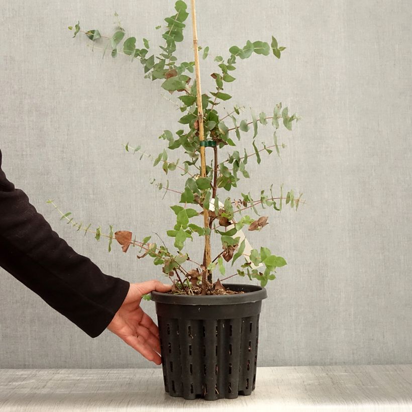 Eucalyptus risdonii - Gommier de Risdon - Pot de 4L/5L sample as delivered in spring