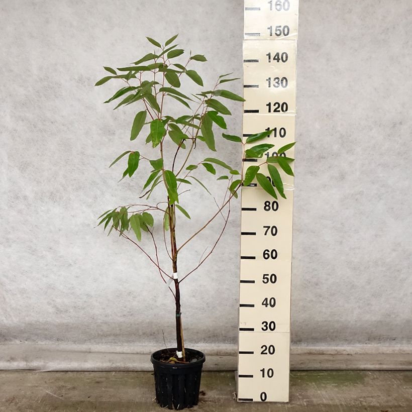 Eucalyptus robusta 4L/5L pot sample as delivered in autumn