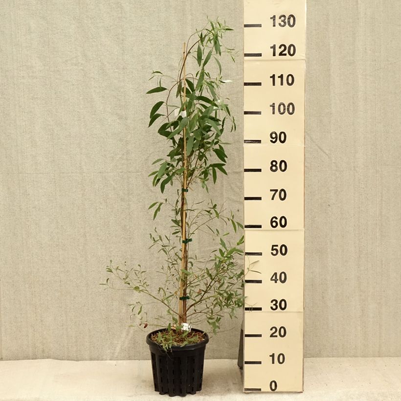 Eucalyptus rodwayi 4L/5L pot sample as delivered in summer
