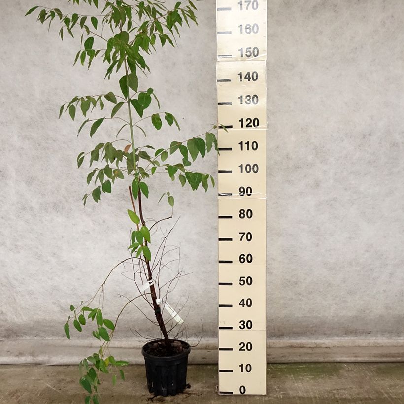 Eucalyptus saligna 4L/5L pot sample as delivered in autumn