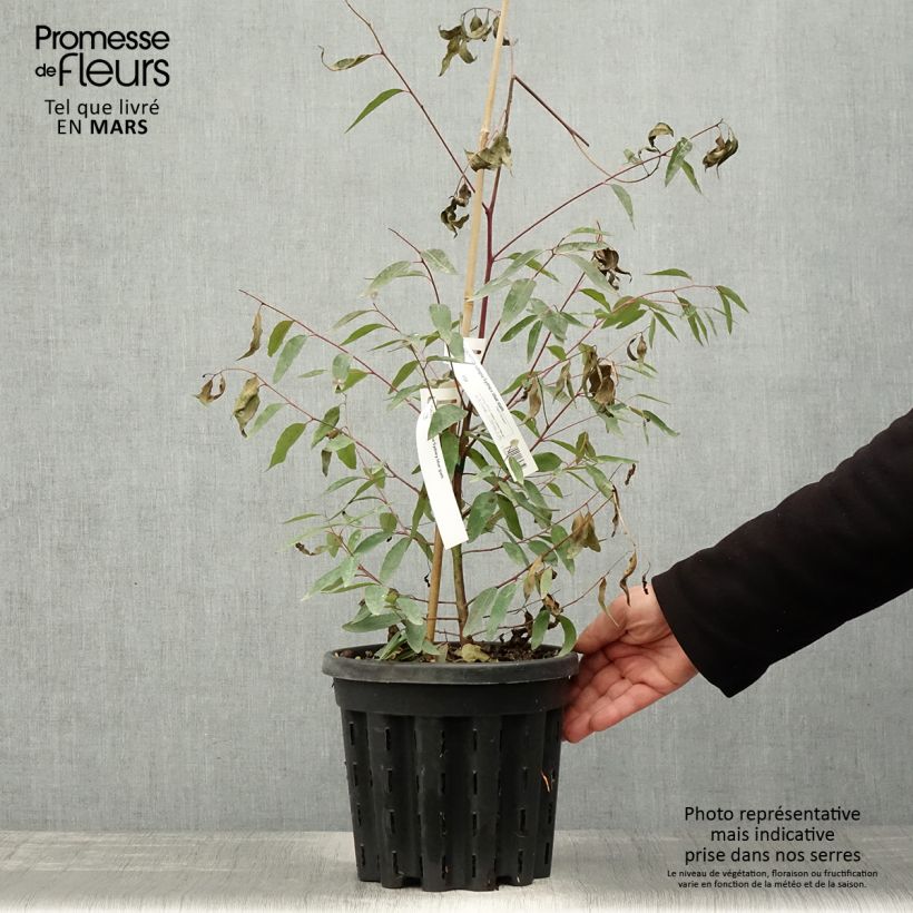 Eucalyptus saligna - Gommier bleu de Sydney Pot de 4L/5L, Pot anti-chignonHauteur livrée env. 40/60cm sample as delivered in spring