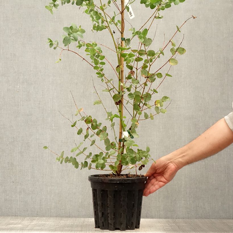 Eucalyptus saxatilis 4L/5L pot sample as delivered in summer