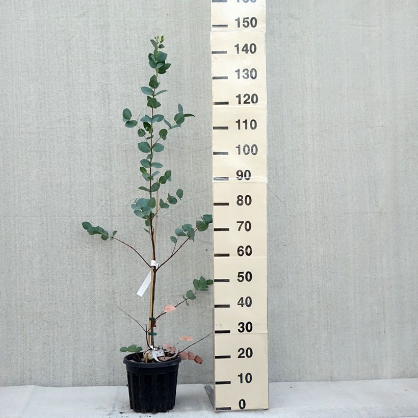 Eucalyptus stellulata 3L/4L pot sample as delivered in autumn