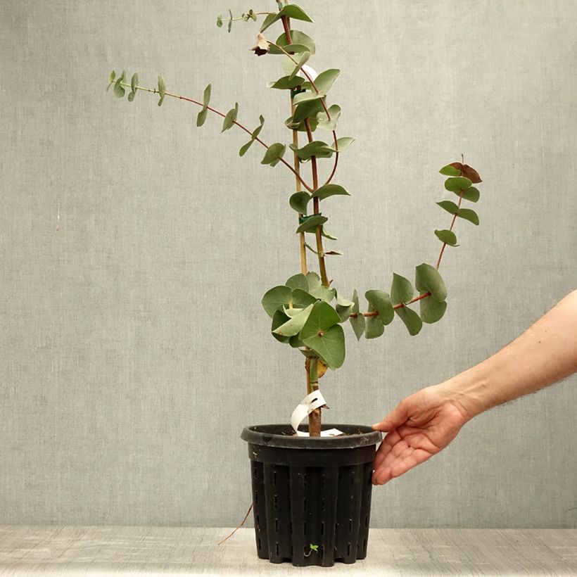 Eucalyptus sturgissiana 4L/5L pot sample as delivered in summer