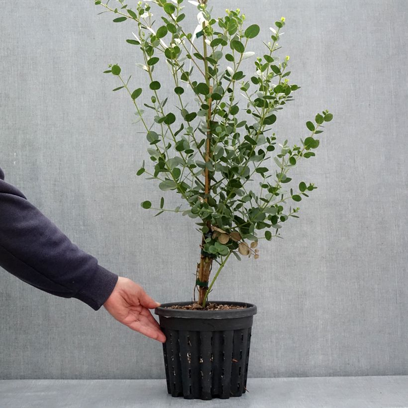 Eucalyptus subcrenulata - Gommier jaune alpin de Tasmanie - Pot de 4L/5L sample as delivered in spring