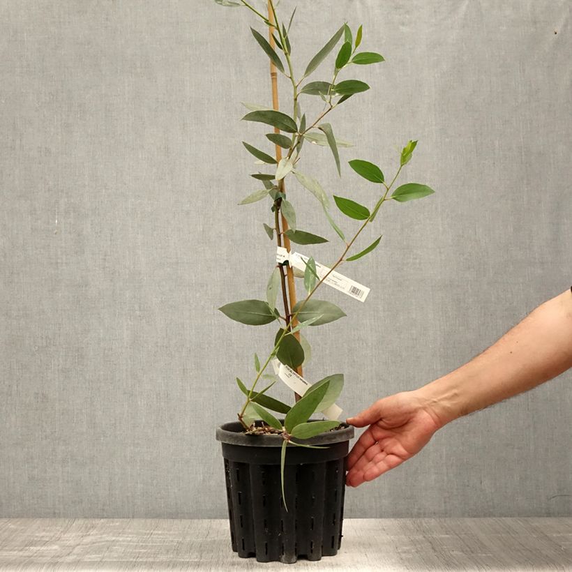 Eucalyptus tetraptera 4L/5L pot sample as delivered in summer