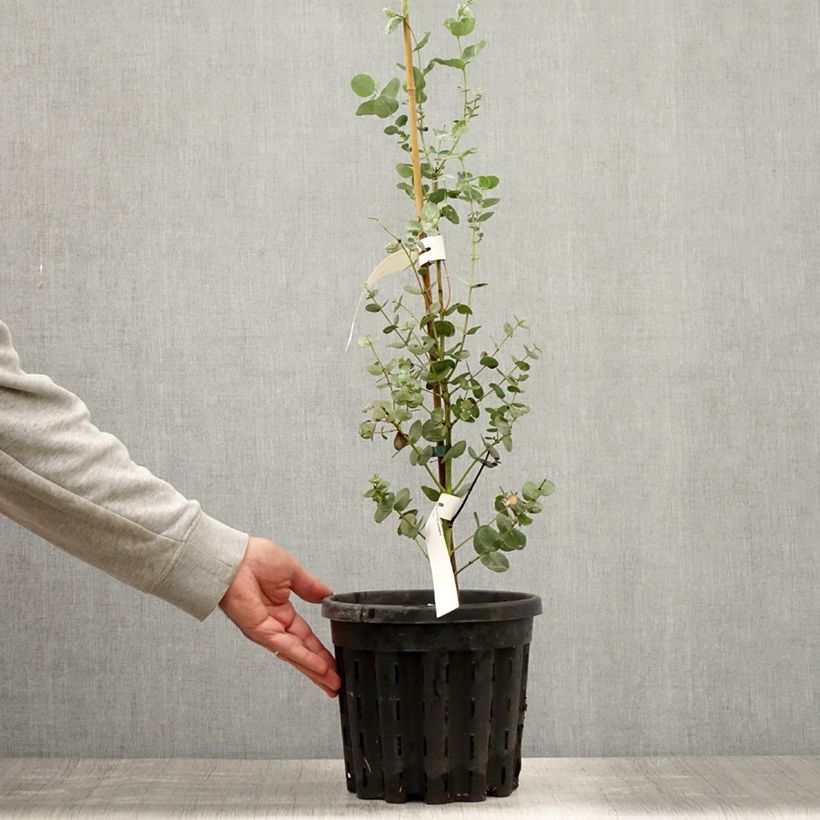 Eucalyptus urnigera 4L/5L pot sample as delivered in summer
