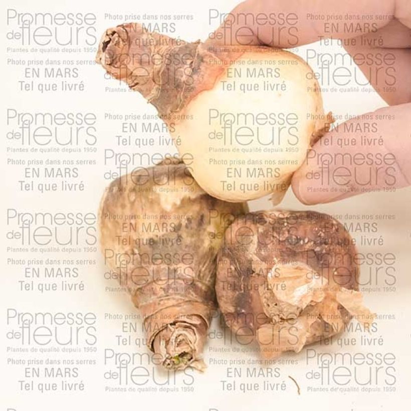 Example of Eucharis amazonica - Amazon lily Bulb size I specimen as delivered