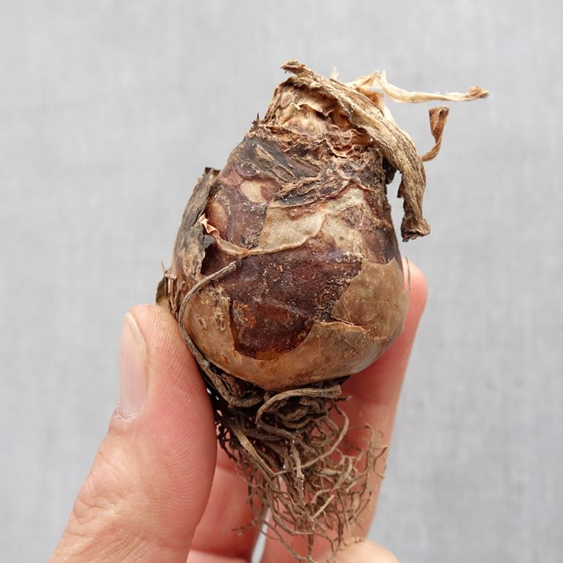 Eucomis autumnalis - Pineapple flower Bulb size 14+ sample as delivered in spring