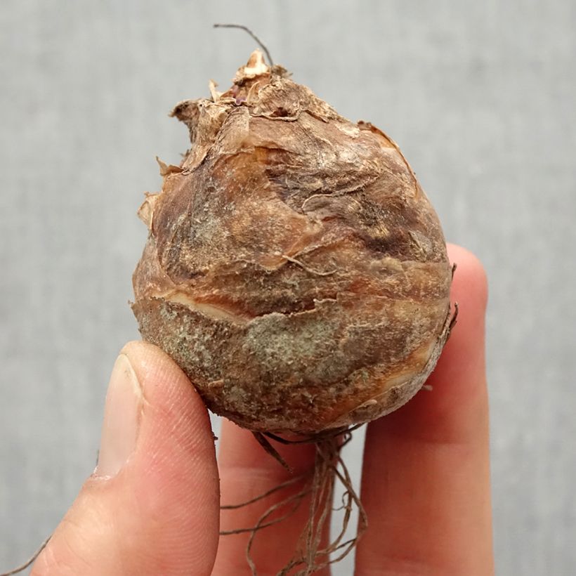 Eucomis bicolor - Variegated pineapple lily Bulb size 14/16 sample as delivered in spring