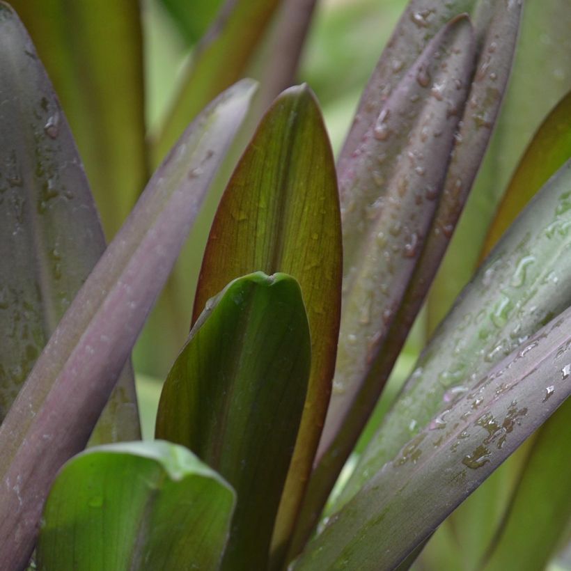 Eucomis Burgundy Wine - Pineapple flower (Foliage)