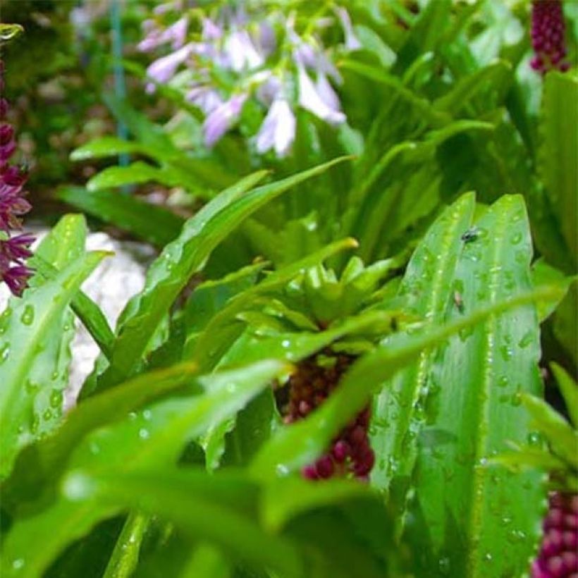 Eucomis comosa Leia - Pineapple flower (Foliage)