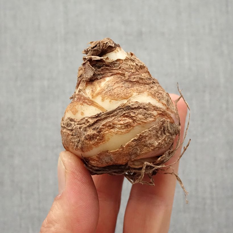 Eucomis comosa Leia - Pineapple flower Bulb size 18+ sample as delivered in spring
