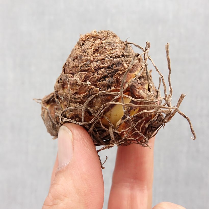 Eucomis vandermerwei Octopus - Pineapple flower Bulb size 12+ sample as delivered in spring
