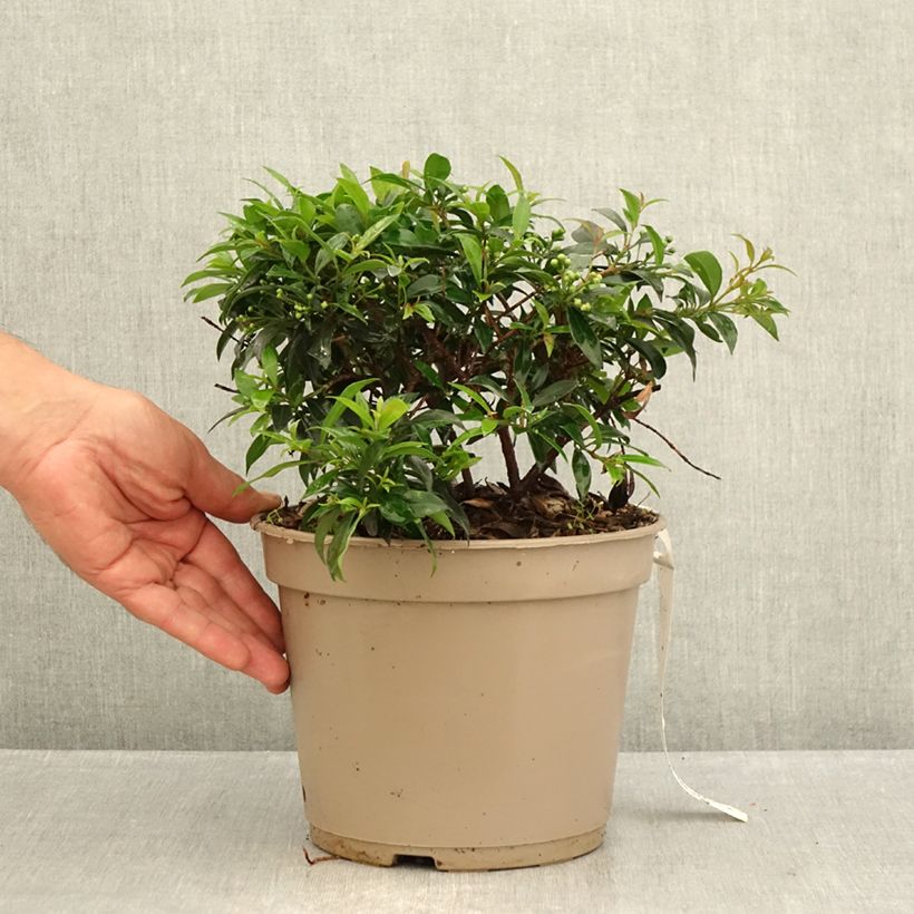 Eugenia myrtifolia Compacta   4L/5L pot sample as delivered in summer