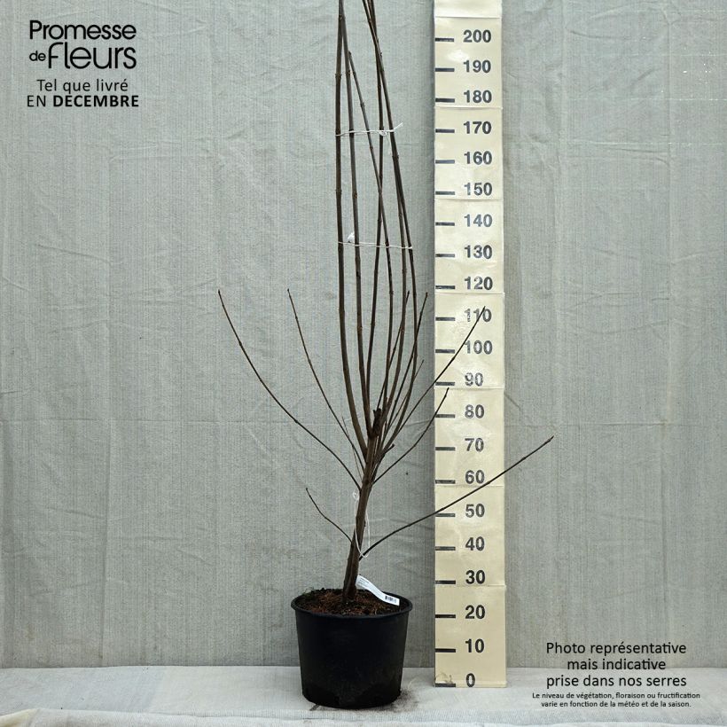 Tetradium daniellii 7.5L/10L pot sample as delivered in winter