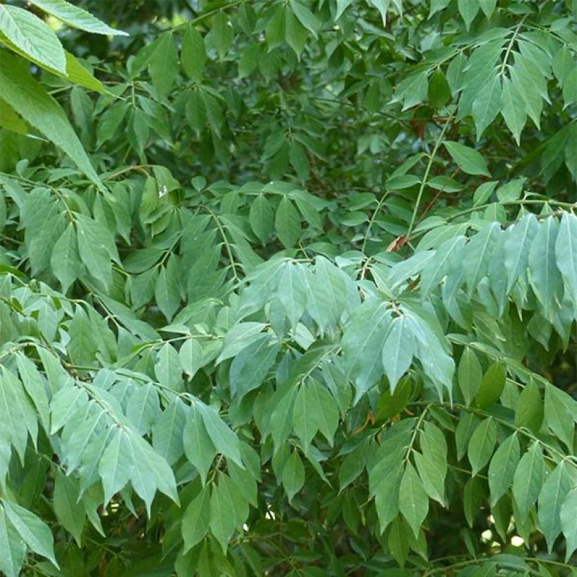 Euonymus alatus - Burning Bush (Foliage)