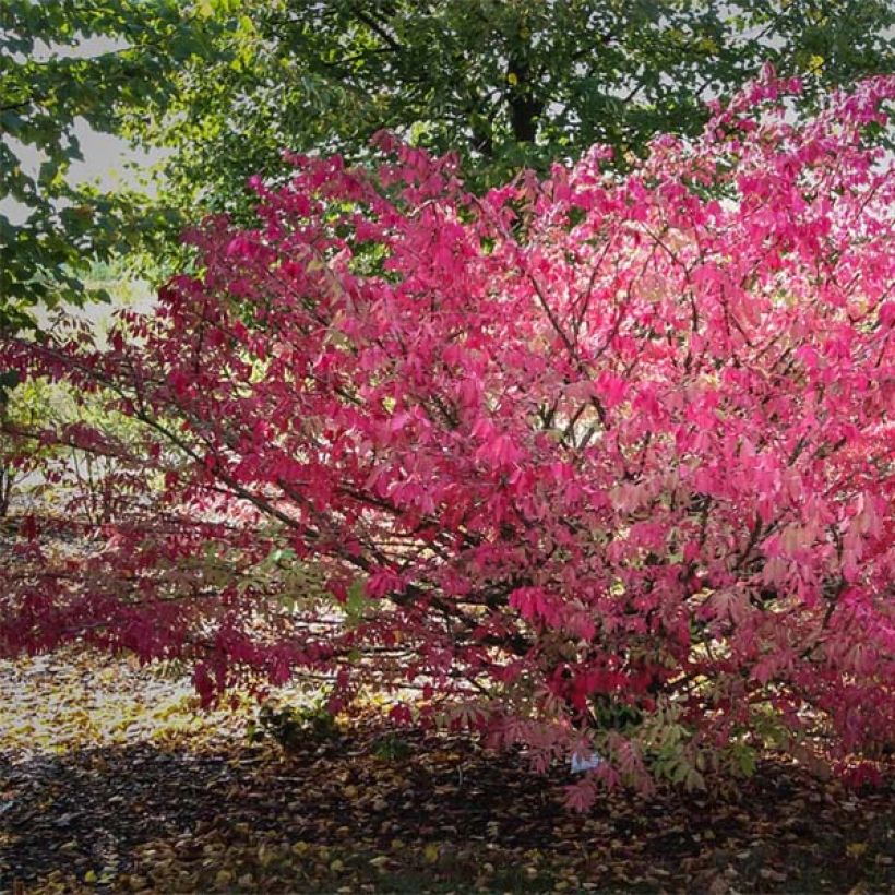 Euonymus alatus - Burning Bush (Plant habit)