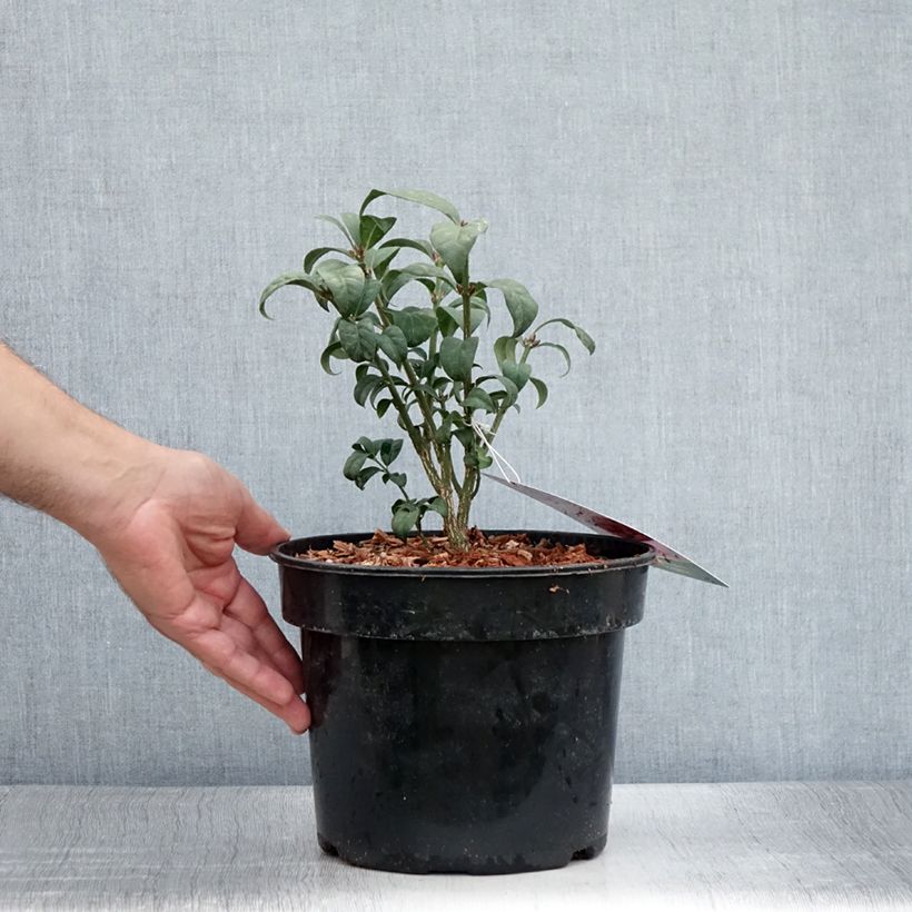 Euonymus alatus Compactus - Winged Spindle 4L/5L pot sample as delivered in summer