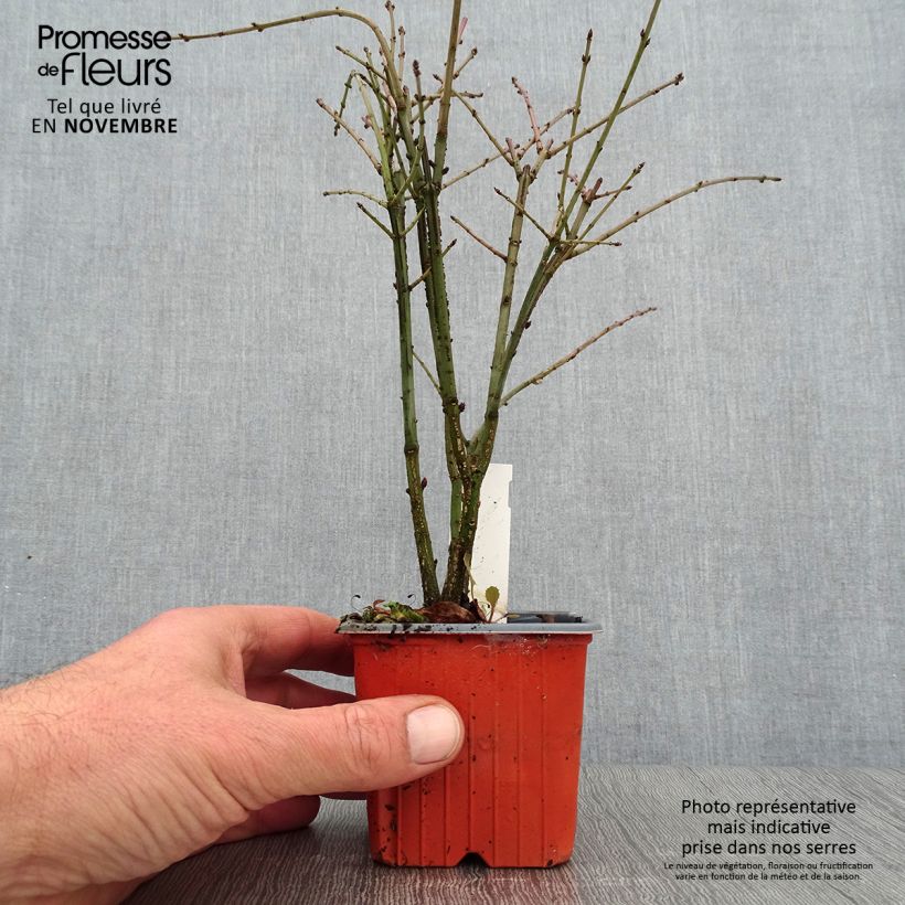 Euonymus alatus - Burning Bush 8/9 cm pot sample as delivered in autumn