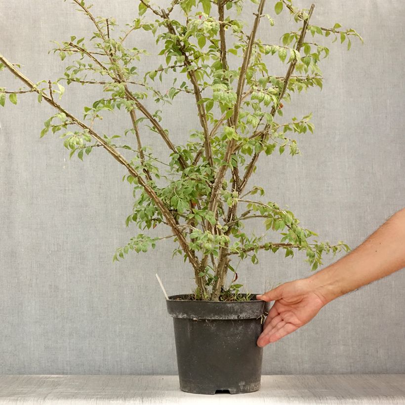 Euonymus alatus - Burning Bush 7.5L/10L pot sample as delivered in summer