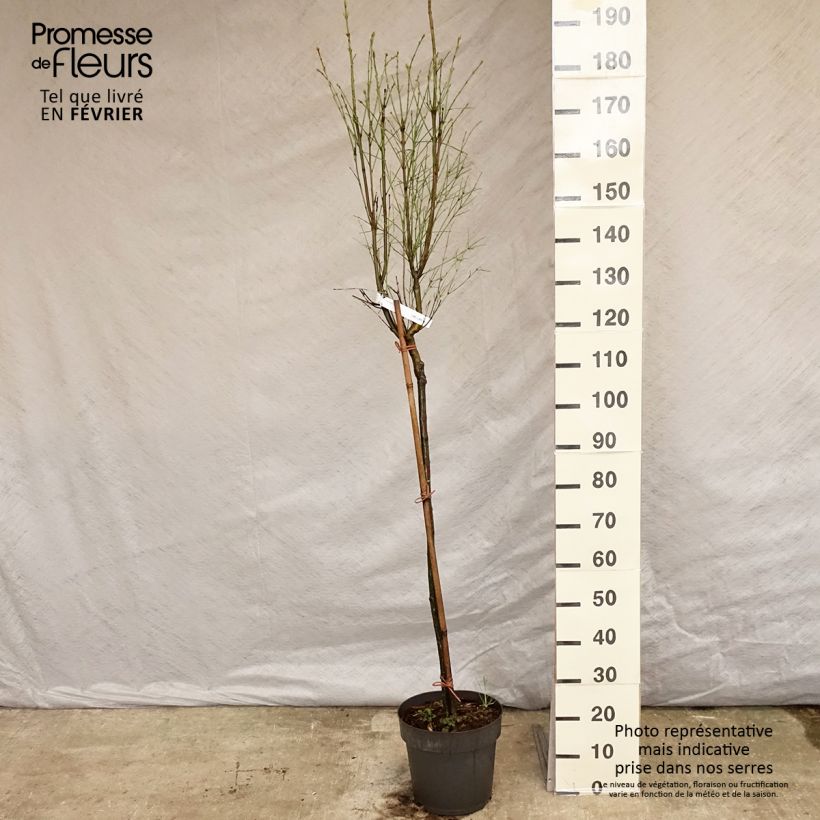 Euonymus clivicolus var. rongchuensis - Spindle 7.5L/10L pot sample as delivered in winter