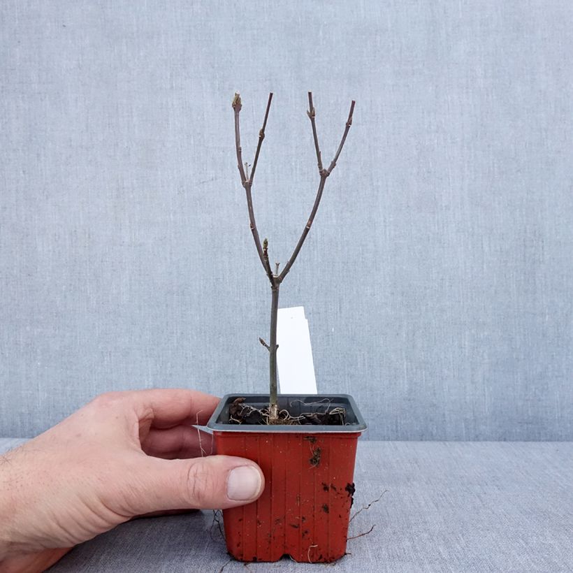 Euonymus europaeus Red Cascade - European Spindle 8/9 cm pot sample as delivered in winter