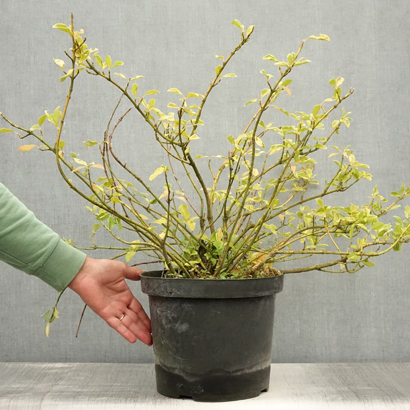 Euonymus fortunei Blondy - Spindle 7.5L/10L pot sample as delivered in summer