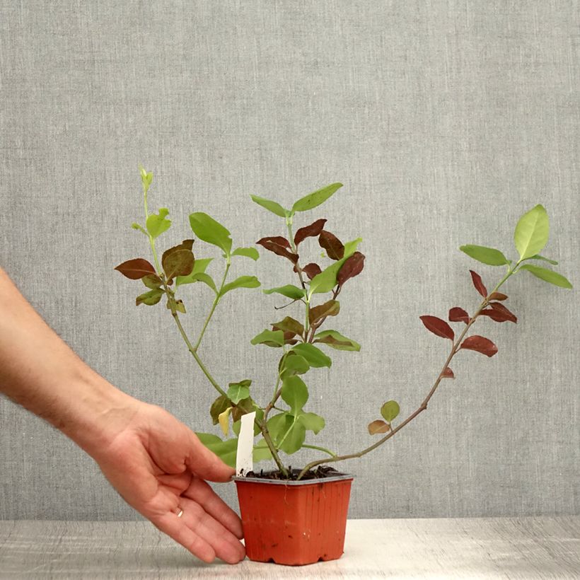 Euonymus fortunei Darts Blanket - Spindle 8/9 cm pot sample as delivered in summer