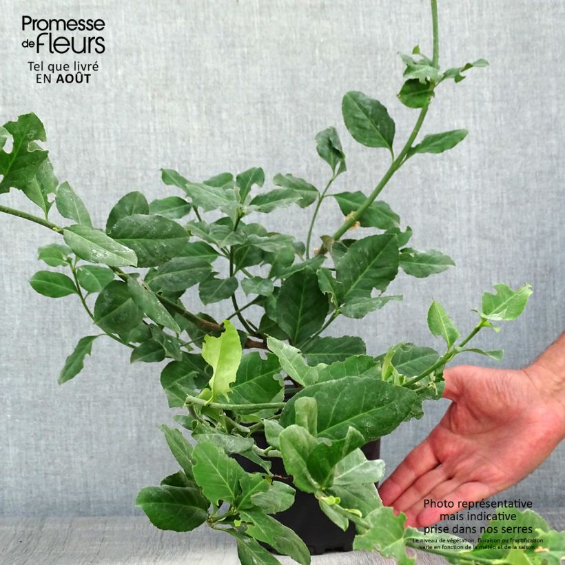Euonymus fortunei Darts Blanket - Spindle 2L/3L pot sample as delivered in summer