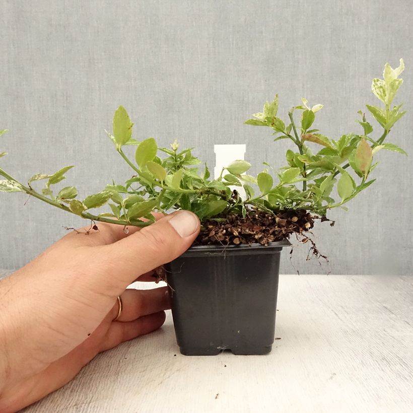 Euonymus fortunei Harlequin - Spindle 8/9 cm pot sample as delivered in summer