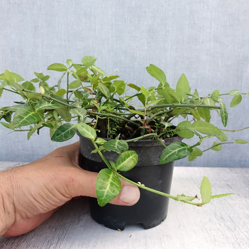 Euonymus fortunei Radicans - Spindle 1L/1.5L pot sample as delivered in summer