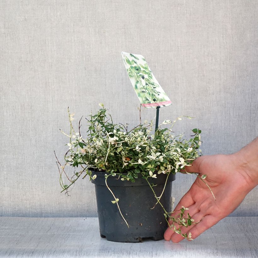 Euonymus fortunei Silverstone - Spindle 2L/3L pot sample as delivered in summer