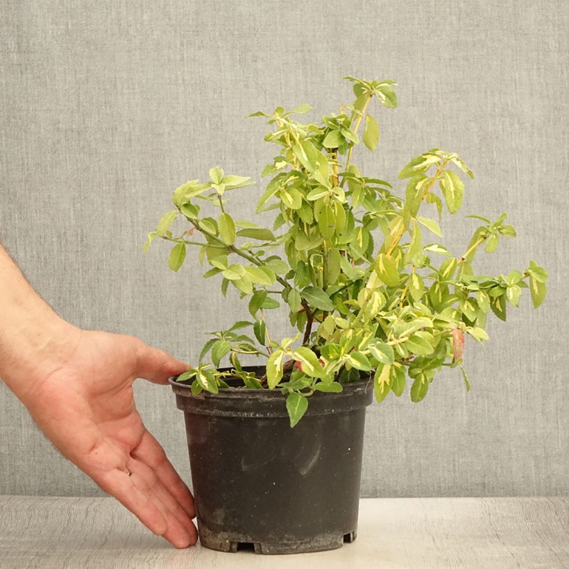 Euonymus fortunei Sunspot - Spindle 2L/3L pot sample as delivered in summer