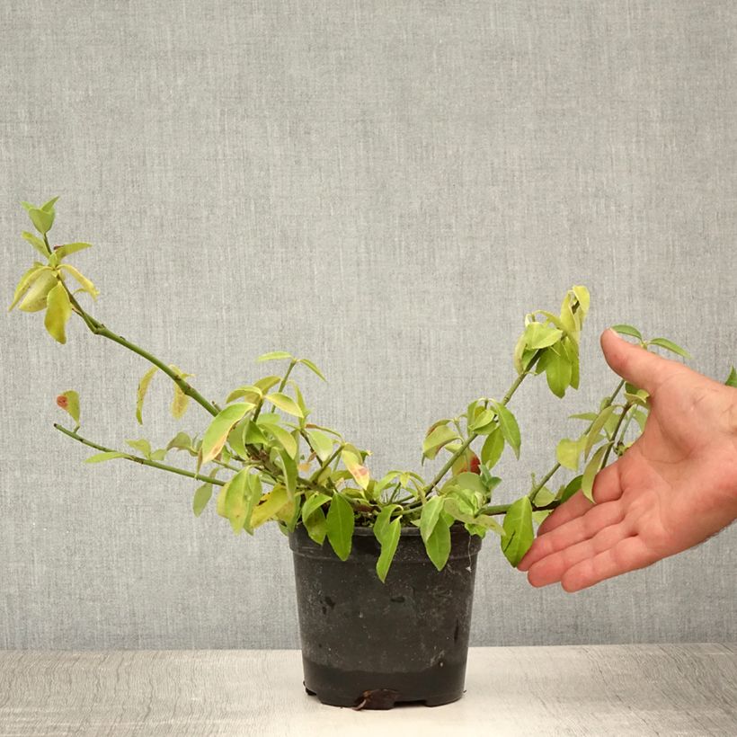 Euonymus fortunei Tustin - Spindle 1L/1.5L pot sample as delivered in summer