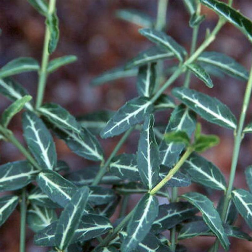 Euonymus fortunei var. radicans Wolong Ghost - Spindle (Foliage)