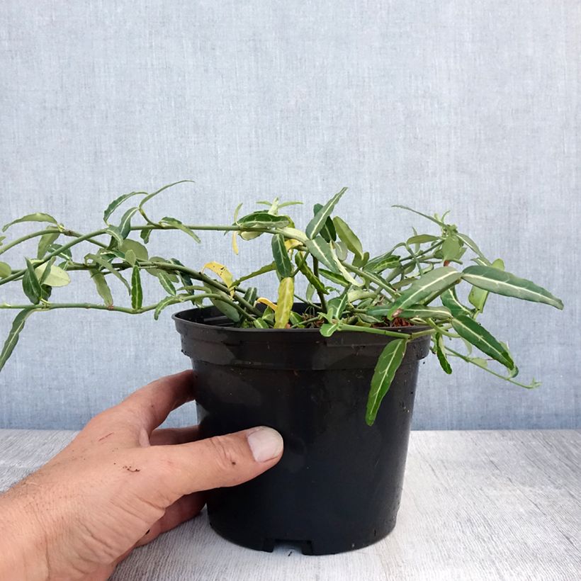 Euonymus fortunei var. radicans Wolong Ghost - Spindle 2L/3L pot sample as delivered in summer
