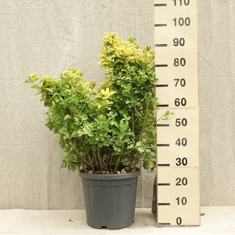 Euonymus japonicus Aureus - Japanese Spindle 7.5L/10L pot sample as delivered in summer