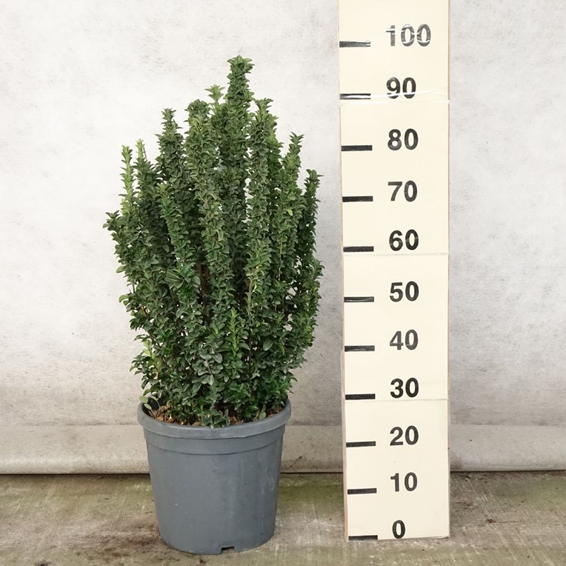 Euonymus japonicus Benkomasaki Erecta - Japanese Spindle 7.5L/10L pot sample as delivered in summer