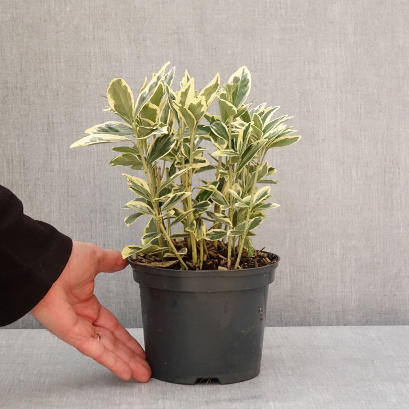 Euonymus japonicus Bravo - Japanese Spindle 2L/3L pot sample as delivered in winter