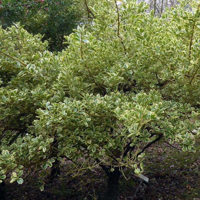 Euonymus japonicus Duc d'Anjou (Plant habit)