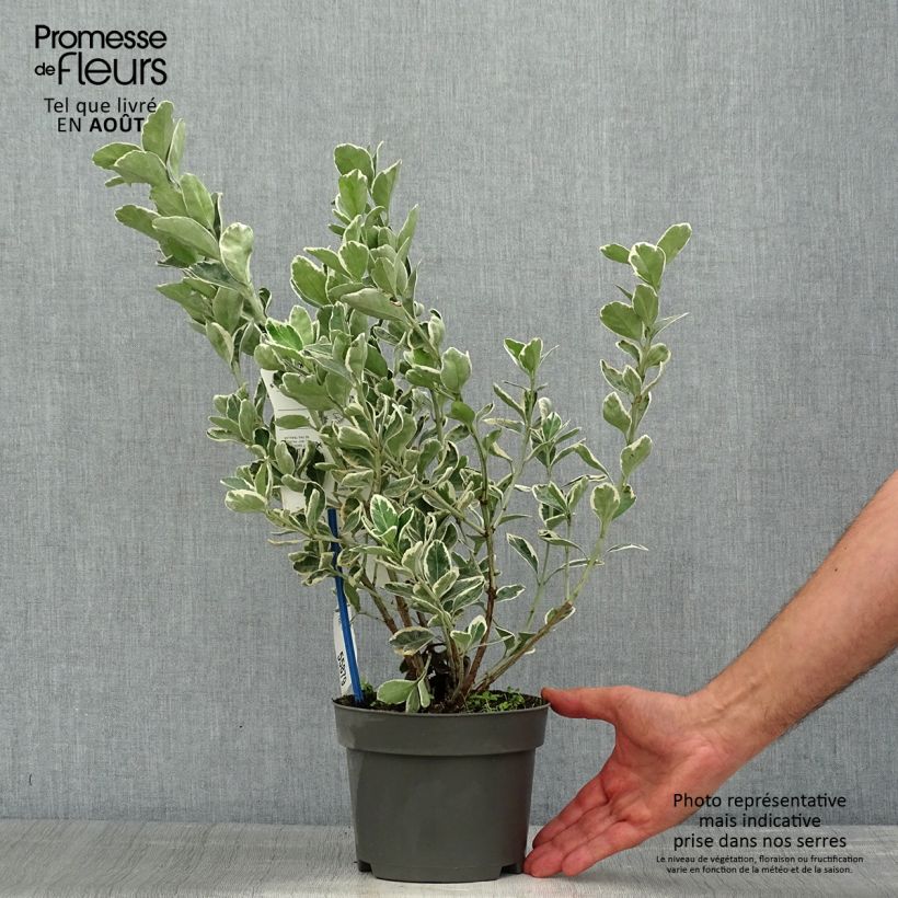 Euonymus japonicus Kathy - Japanese Spindle 2L/3L pot sample as delivered in summer