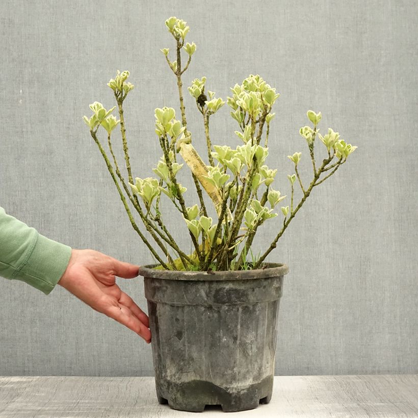 Euonymus japonicus Kathy - Japanese Spindle 7.5L/10L pot sample as delivered in summer