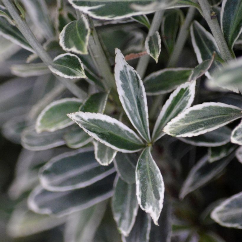 Euonymus japonicus Microphyllus Albovariegatus - Japanese Spindle (Foliage)