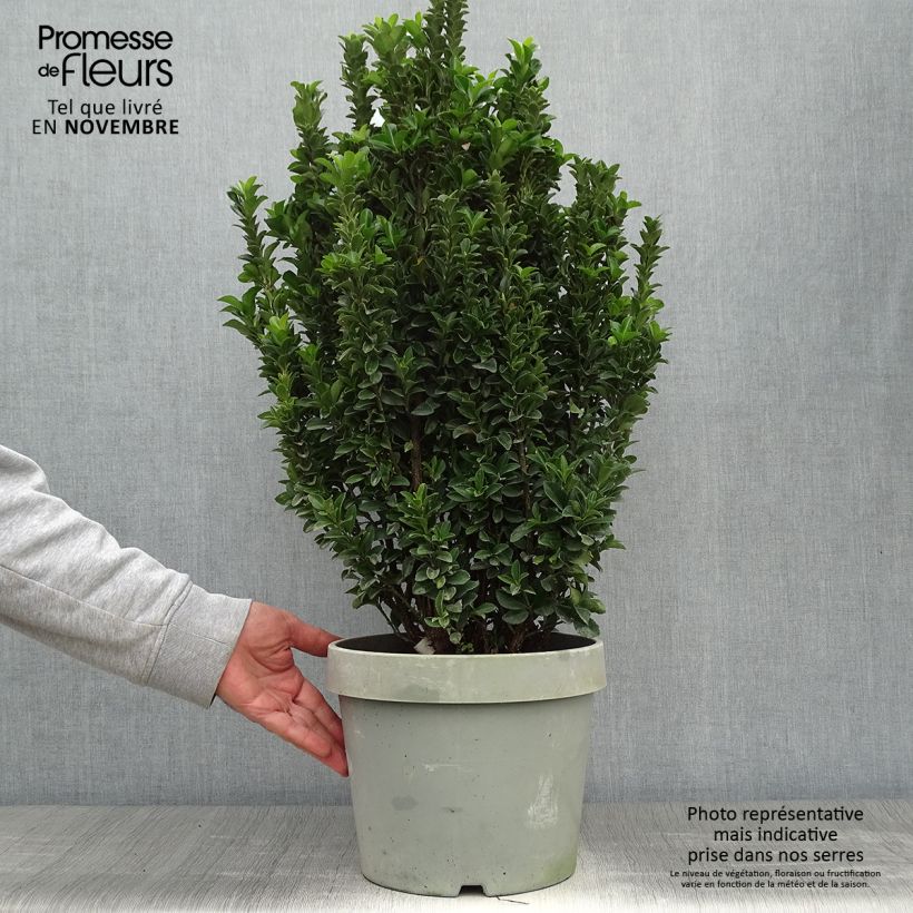 Euonymus japonicus Paloma Blanca - Japanese Spindle 7.5L/10L pot sample as delivered in autumn