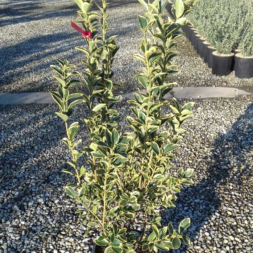 Euonymus japonicus Silver King - Japanese Spindle (Foliage)