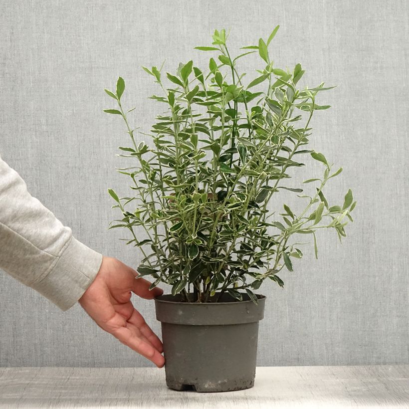 Euonymus japonicus Suzanne - Japanese Spindle 2L/3L pot sample as delivered in summer